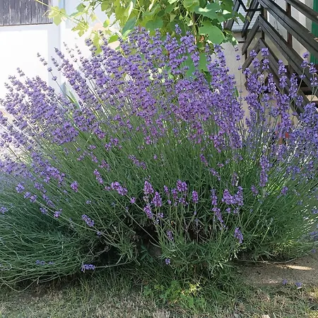 Apartma Mihatovi Lägenhet *