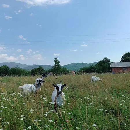 Appartamento Apartma Mihatovi *