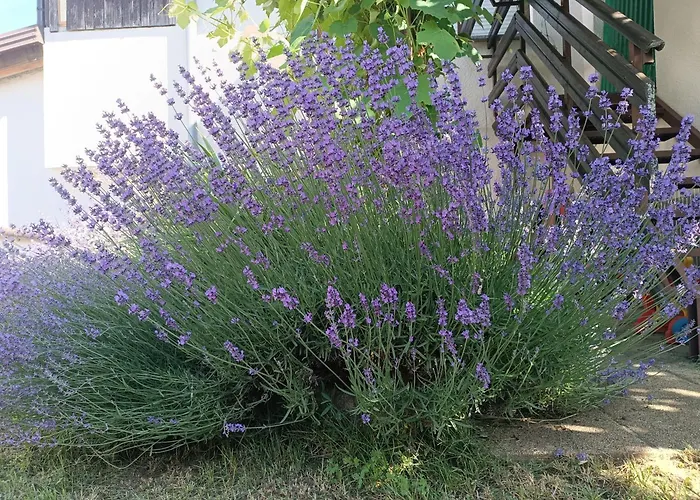 Apartma Mihatovi Apartament *